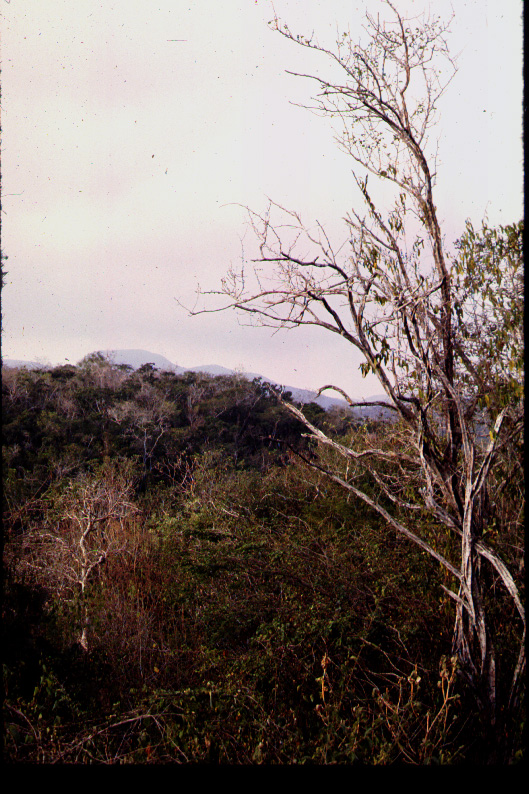 Deciduous dry forest, Mexico