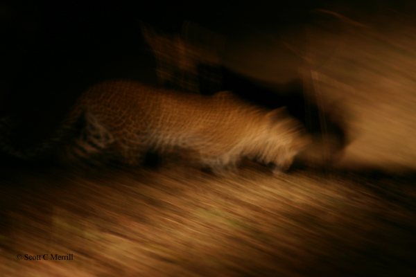 Leopard blur