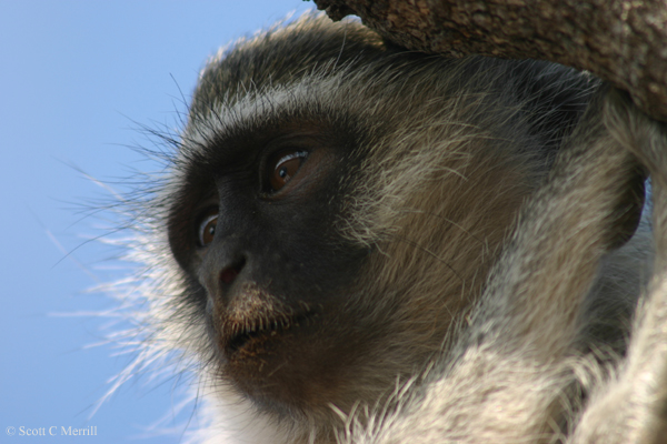 Vervet
                monkey