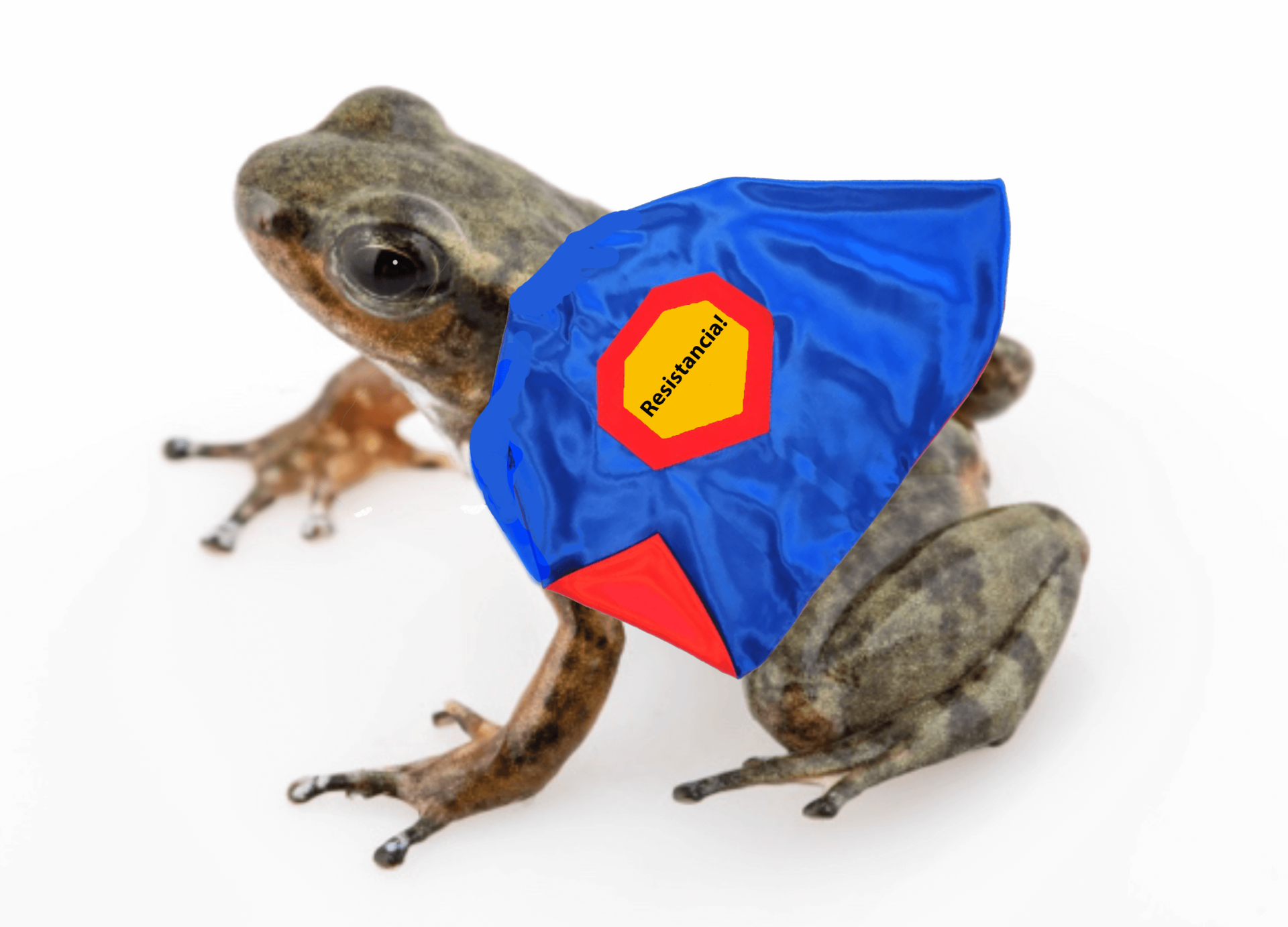 Rocket frog wearing a superhero cape