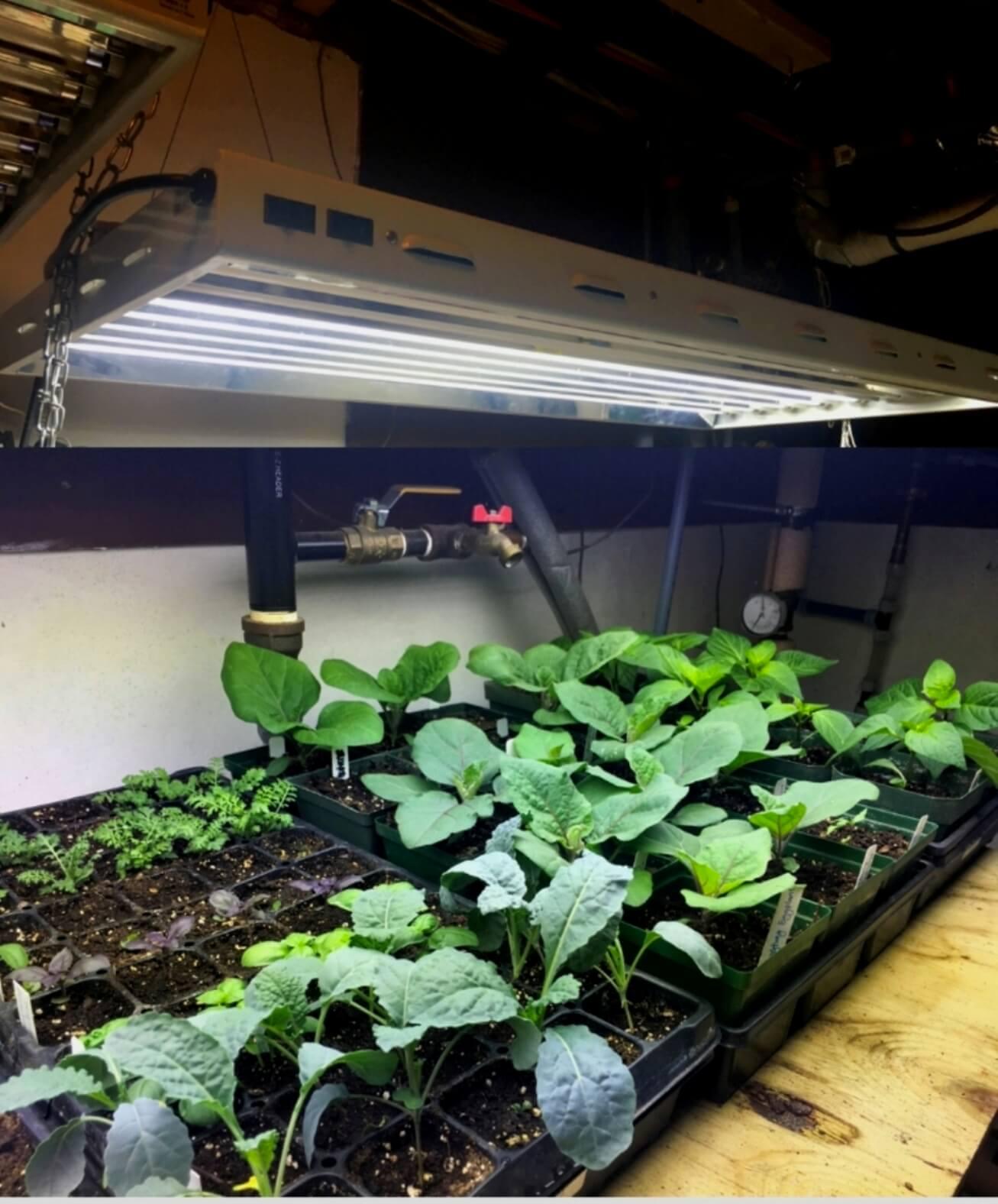 Plants that are growing under an indoor light