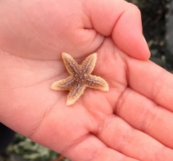 Tiny starfish