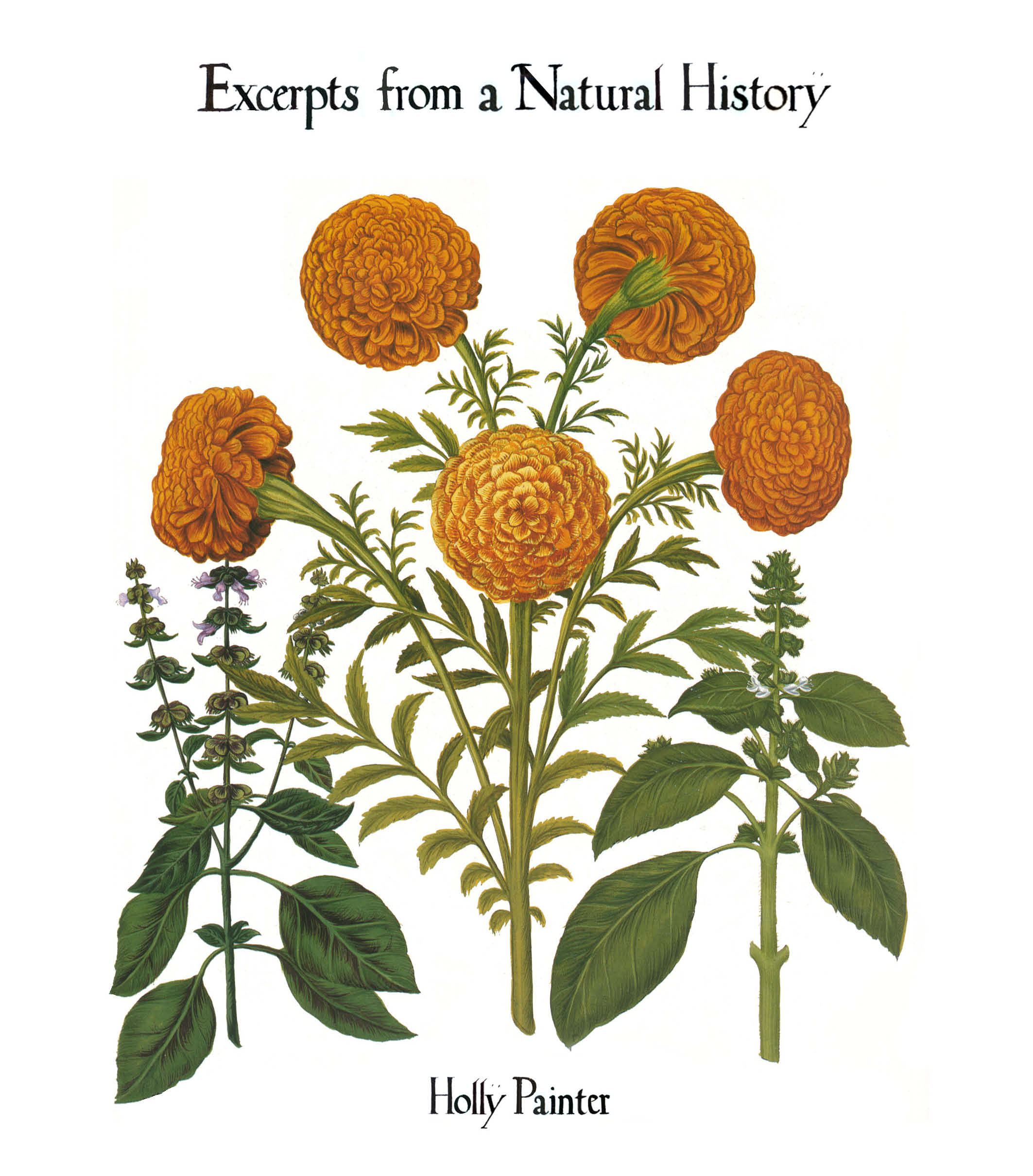 cover of Excerpts from a Natural History by Holly Painter
