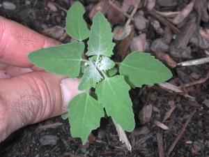 Chenopodium%20album%20L,%20Lamb's%20quarters-3-2008.jpg