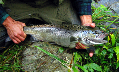 Landlocked Salmon And Steelhead