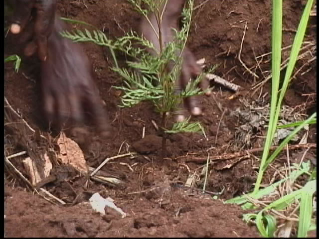 Green Belt Movement, Kenya