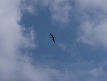 FrigateBird2