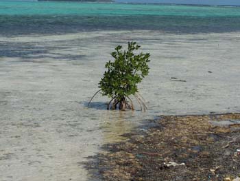 MangroveMiddleCaye