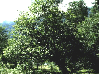 A. macrophyllum (Form)