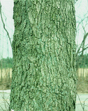 A. nigrum (bark)