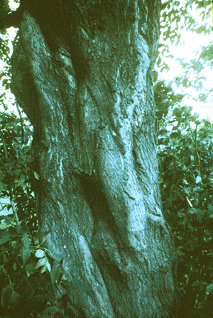 A. negundo (bark)