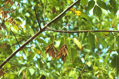 A. negundo (fruit)