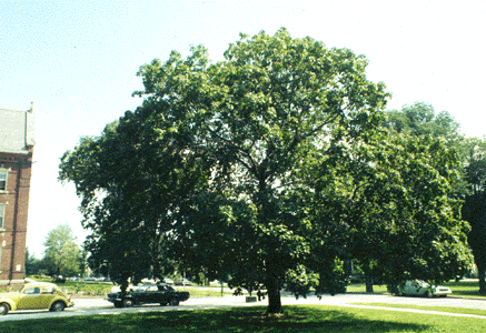 A. platanoides (form)