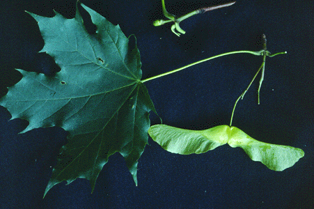 A. platanoides (leaf and fruit)