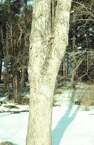 A. saccharinum (bark)