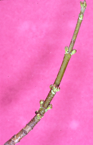 A. saccharinum (twig)