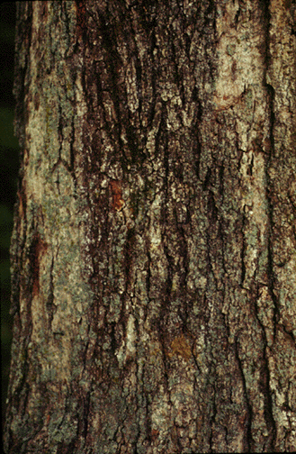 A. saccharum (bark)