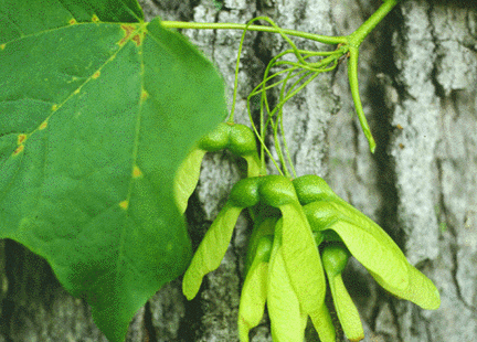 A. saccharum (fruit)