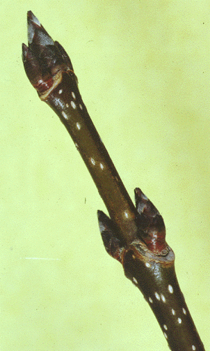 A. saccharum (twig)