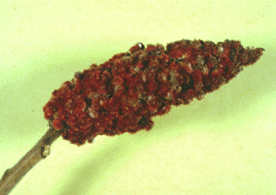 R. typhina (fruit)