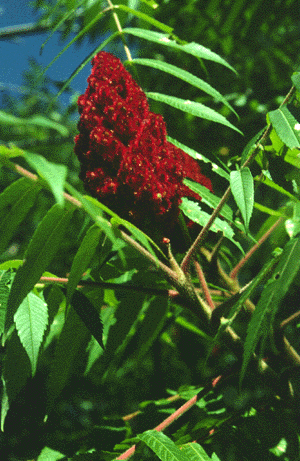 R. typhina (fruit)