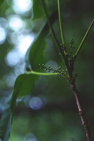 T. radicans (fruit)