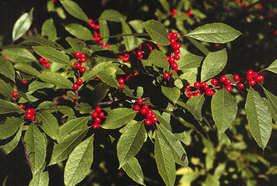 I. verticillata (Fruit)