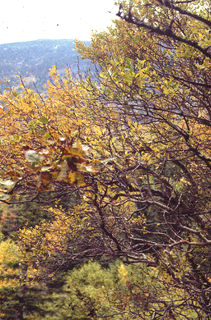 N. mucronata (Form)