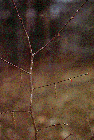 C. cornuta (Flowers)