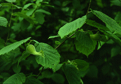 C. cornuta (Form)