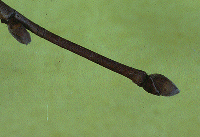 C. cornuta (Twig)