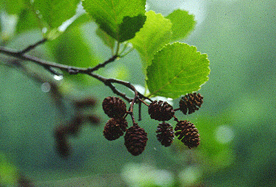 A. glutinosa (Leaves and fruit)