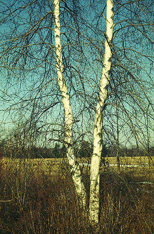 B. populifolia (Form)