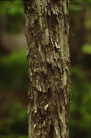 O. virginiana (Bark)