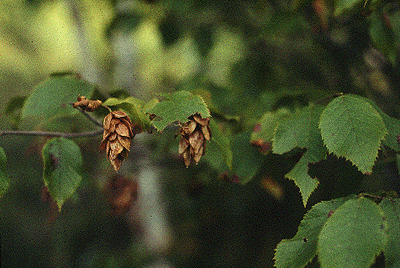 O. virginiana (Fruit)