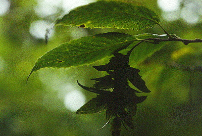 C. caroliniana (Fruit)