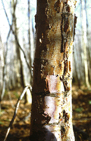 B. papyrifera (Bark)