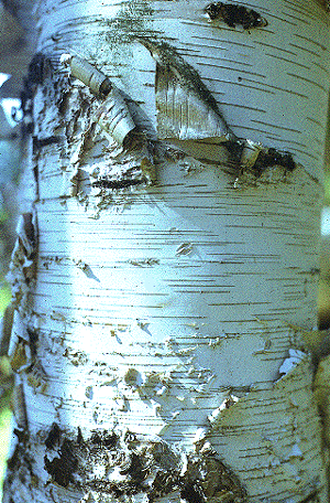 B. papyrifera (Bark)