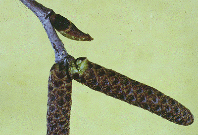 B. papyrifera (Catkins)