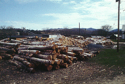 B. papyrifera (Logs)