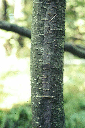 A. rugosa (Bark)