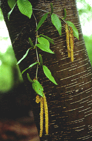 B. lenta (Bark and fruit)