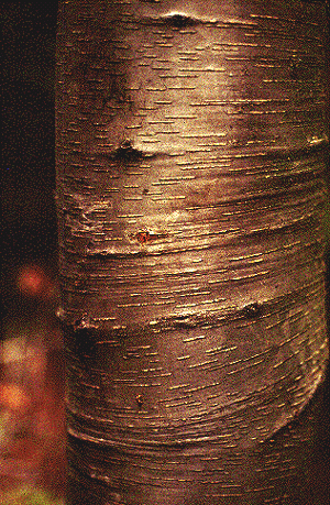 B. lenta (Bark)