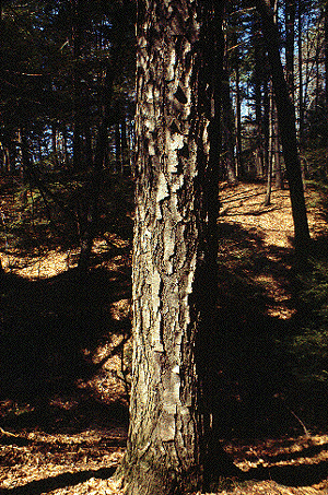 B. lenta (Old Bark)