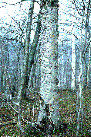 B. alleghaniensis (Mature Bark)