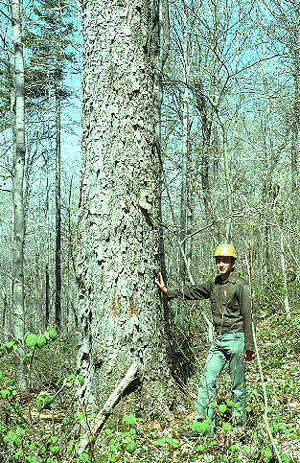 B. alleghaniensis (Old Bark)