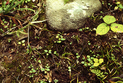 B. alleghaniensis (Seedlings)