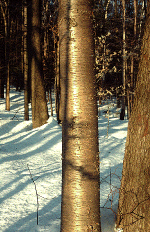 B. alleghaniensis (Young Bark)