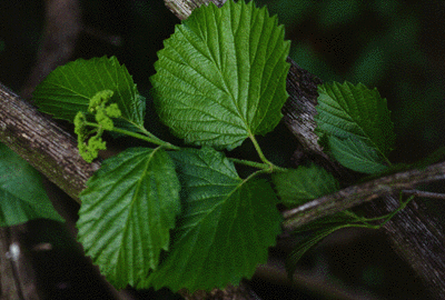 V. recognitum (leaves)