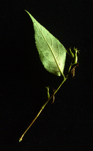 D. lonicera (Fruit)